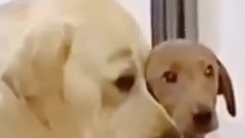 Funny dogs comedy
