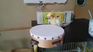 The parrot plays a very funny drum game