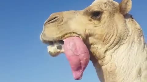 Camel big tongue