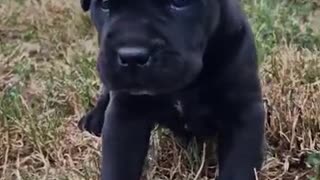 Black cane corso puppy
