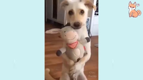 Cute Funny and Smart Dogs Naughty Dog