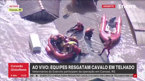 A Horse Was Rescued In Brazil