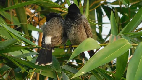 two brazzer funny bird are romance on tree