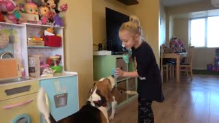 Surprising Beagle Dogs with Toys and Treats from Busterbox