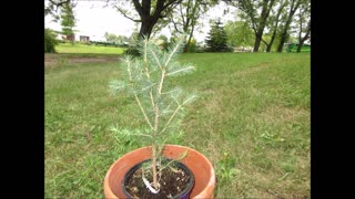 Everything Will Be Pine Norway Spruce Tree August 2021
