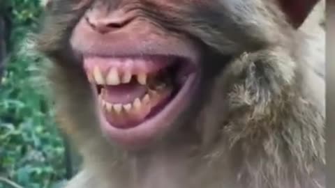 Monkey funny vedio