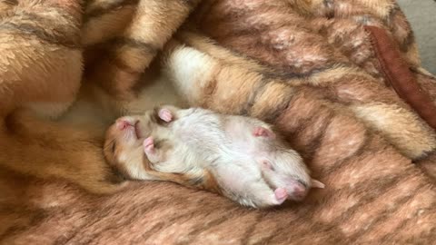 Cute Hamster Is Stretching While Sleep