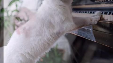 The cat on the piano