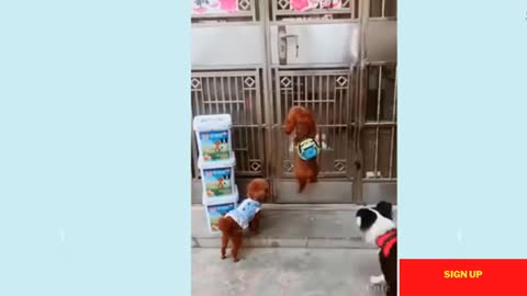 unny and smart dogs - cute puppies 😍 cute funny and smart dogs compilation #12 | cute buddy