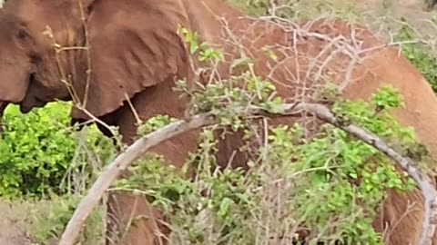 Close Encounter: Majestic Elephant Spotted near Tsavo Highway