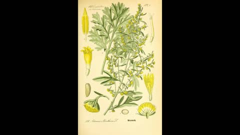 Viewer Request 2 Wormwood- Valarian and Lemon Balm