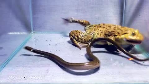 Asian Bullfrog and snake fight