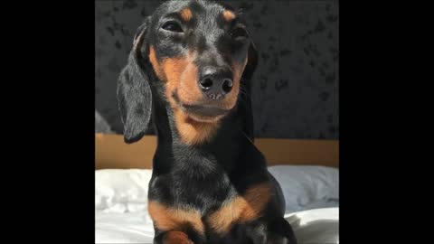 Relaxed Dachshund takes in sun rays