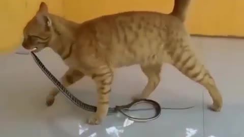 The brave cat defeated the snake.