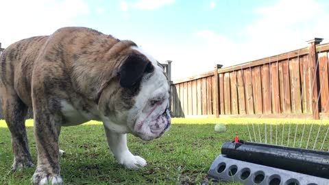 Bulldog vs Sprinkler (slo-mo)