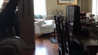 Black dog on top of sofa barking and howling