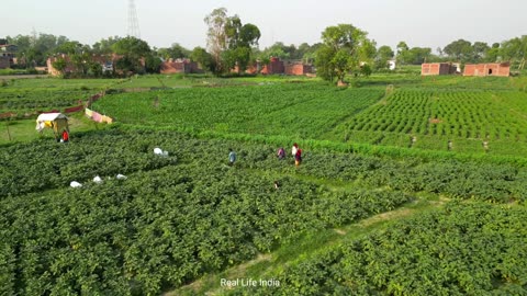 Natural Life In India farmers || Uttar Pradesh India Village Life || Real Life India