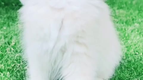 Funny and beautiful cat