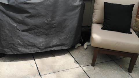 Husky can sleep anywhere