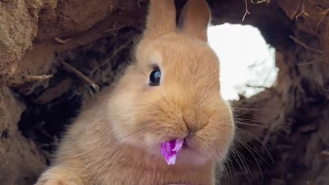 The little bunny eats purple cabbage.