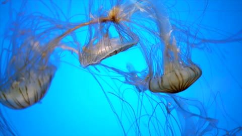 Amazing squid swimming In the depths