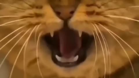 Funny Cat Singing Song