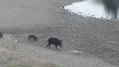 Boars on the Beach