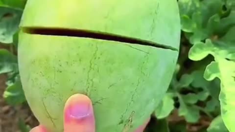 Best Satisfying Fruits And Vegetables Compilations 😋