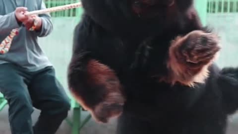 "Tibetan Mastiff, fierce dog"