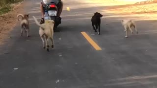 Street Dogs Love Man on Scooter
