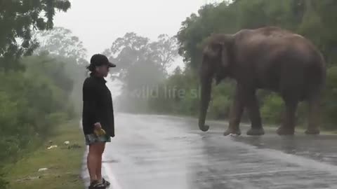 fearless woman #wildelephant #attack