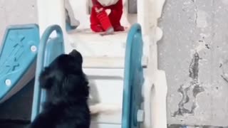 Cute Monkey Playing With Black Puppy