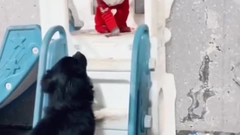 Cute Monkey Playing With Black Puppy