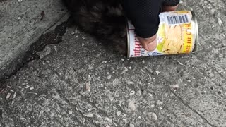 Stray Cat Saved From Being Stuck in a Can