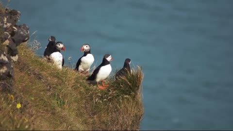 Flock of Iceland puffins flying around mountain cliff and hunting near the sea at windy weather