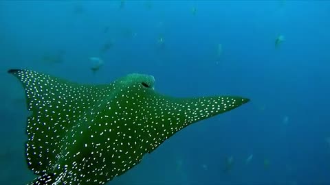 Spotted_eagle_stingray_boldly_swims_among_hammerhead_sharks(360p).mp4