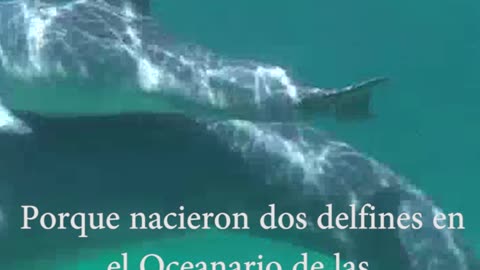 Video: Conoce a Sol y Kristal, dos crías de Delfín que nacieron en las Islas del Rosario
