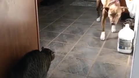 The naughty cat terrorizes the poor dog | Funny Pet 😂😜