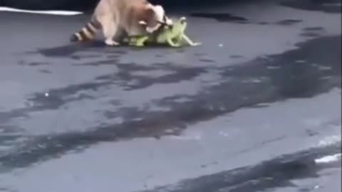 Racoon attacks an Iguana