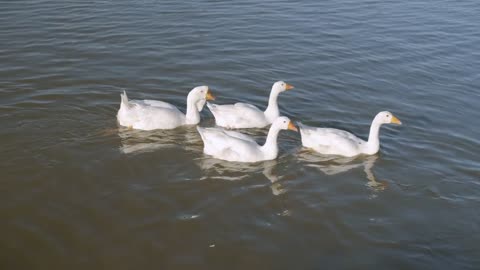 Beautiful white ducks swimming in lake