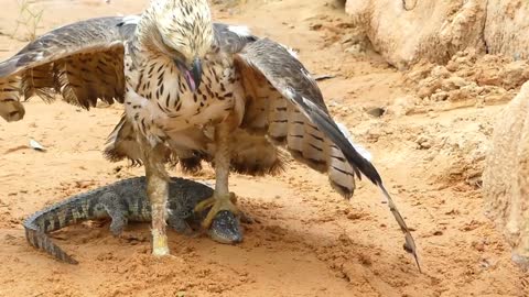 Amazing Wild Animals Attacks - Primitive Man Save Family Crocodile From Eagle Attack | Wild Animal!