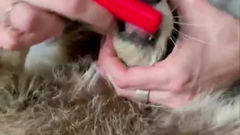 Raccoon spa treatments