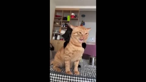 Funny animal videos 2024 - Funny cats/dogs - Funny animals - Haypyy Pett