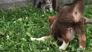 A cowardly puppy tries to play with a kitten however the cat