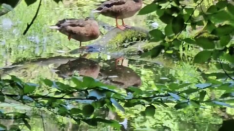 What duck maintenance is all about #mockumentary #nature
