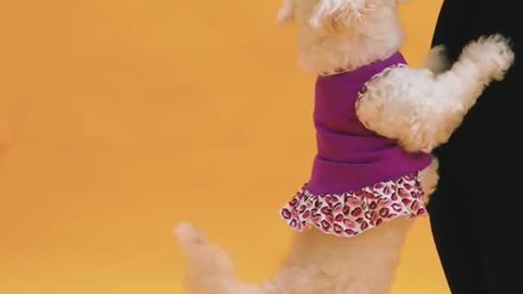 Amazing pet dog video 😍 #doglover #shorts