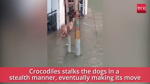 Crocodile makes Almost Makes meal of a Dog