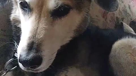 Dog gets a belly scratch and starts kicking