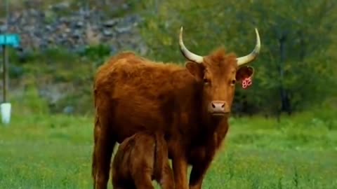 The cow's baby leaned close to its mother in a sweet scene