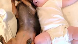 Excited Puppy Snuggles up to Baby